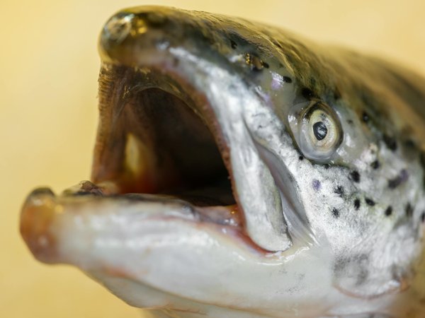 Accouchement naturel : les révélations scientifiques surprenantes